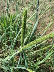 Alopecurus japonicus