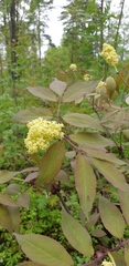 Sambucus racemosa