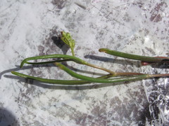 Lepidium pumilum
