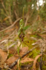 Pterostylis barbata