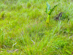 Indigastrum fastigiatum