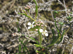 Lepidium pumilum