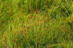 Indigastrum fastigiatum