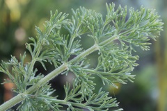 Elaeoselinum asclepium