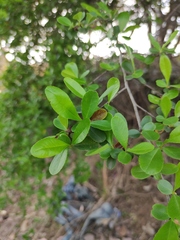 Pyracantha fortuneana