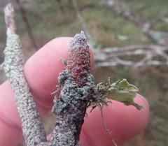 Haematomma persoonii