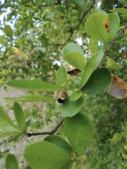 Pyracantha fortuneana