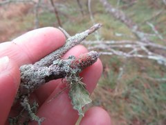 Haematomma persoonii