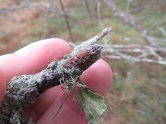 Haematomma persoonii