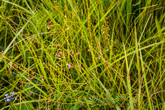 Tephrosia polystachya