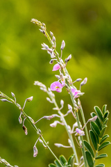 Tephrosia polystachya polystachya