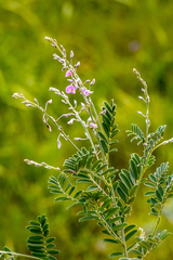 Tephrosia polystachya polystachya