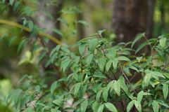 Wikstroemia