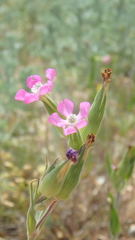 Silene subconica