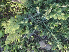 Elaeoselinum asclepium