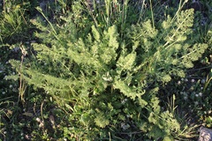 Elaeoselinum asclepium