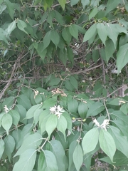 Lonicera maackii
