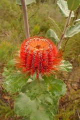 Banksia coccinea