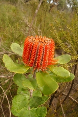 Banksia coccinea