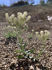 Lepidium appelianum