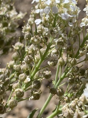 Lepidium appelianum
