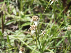 Rhynchospora colorata image
