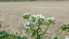 Crambe maritima