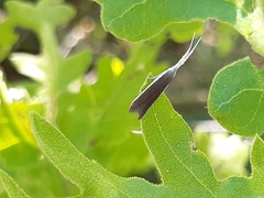 Coleophora albella