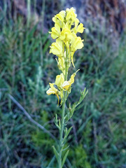 Linaria angustissima