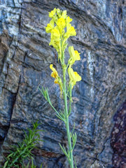Linaria angustissima