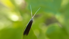 Coleophora albella