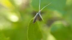 Coleophora albella