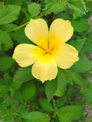 Turnera ulmifolia