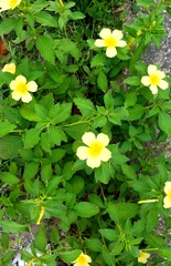 Turnera ulmifolia