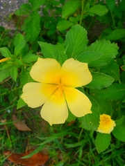 Turnera ulmifolia