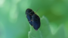 Xyletinus