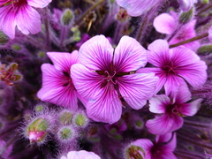 Geranium maderense
