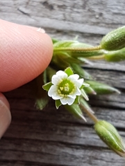Cerastium fontanum