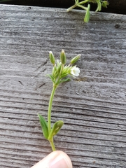 Cerastium fontanum