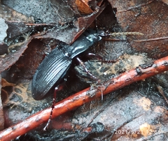 Abax parallelepipedus