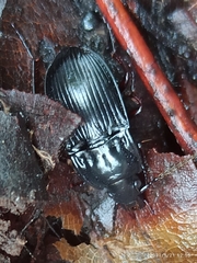 Abax parallelepipedus