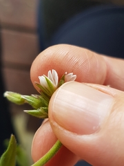 Cerastium fontanum