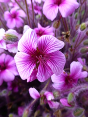 Geranium maderense