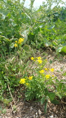 Senecio glaucus coronopifolius