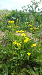 Senecio glaucus coronopifolius