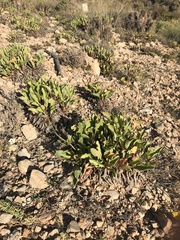 Limonium cossonianum