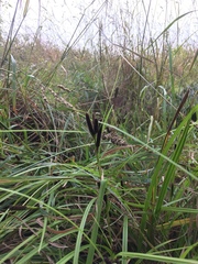 Carex lambertiana