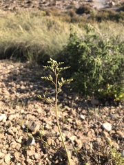 Limonium cossonianum