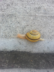Cepaea nemoralis