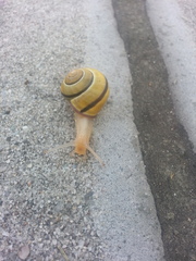 Cepaea nemoralis